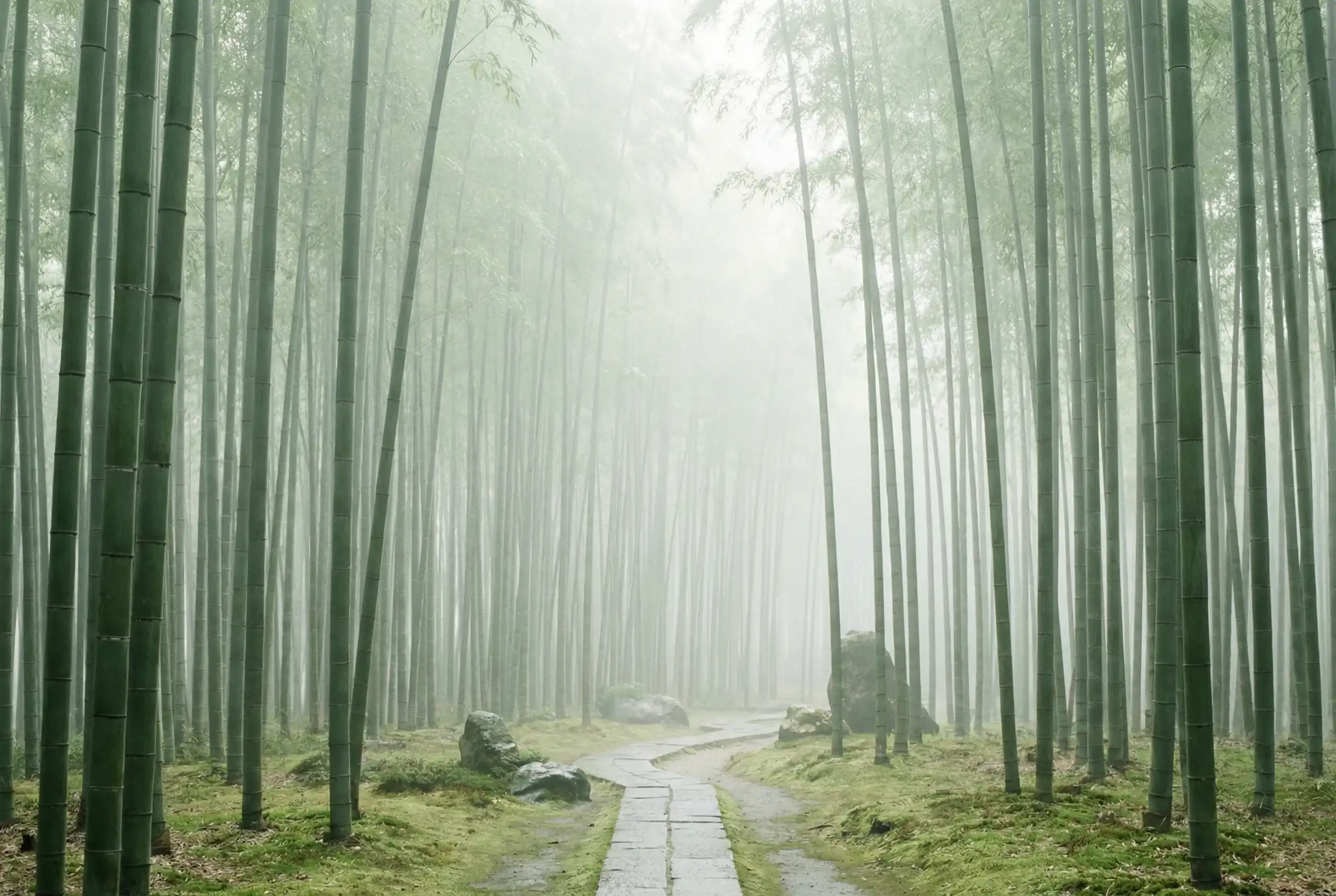 快三彩票 台湾28静心推演竹林背景